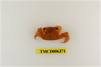 藏品(奧氏後相手蟹)的圖片